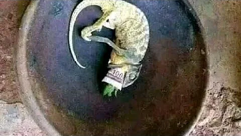 aseje asiri bibo kiakia todaju