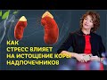 Как стресс влияет на истощение коры надпочечников? / Елена Бахтина