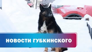 Губкинцев призывают вакцинировать своих питомцев