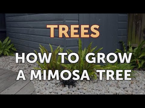 How to Grow a Mimosa Tree