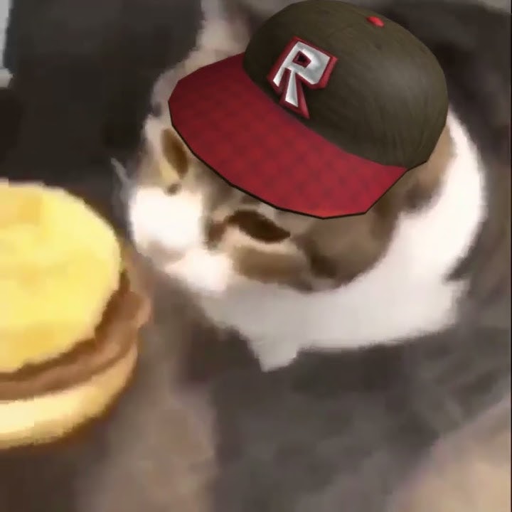 kitty you can haz cheezburger #roblox #cheeseburger #cat #kitten #cheese