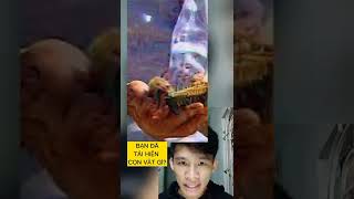 khanhtrungsi | Bạn đã thấy những con vật nào?