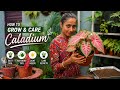 How To Grow &amp; Care Caladium Plant | Complete Beginner Guide
