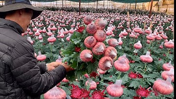 Thu hoạch HOA CÚC SAKURA NHẬT được trồng tại Đà Lạt, chủ yếu được trồng để bán TẾT.