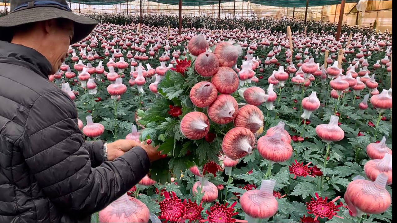 Thu hoạch HOA CÚC SAKURA NHẬT được trồng tại Đà Lạt, chủ yếu được trồng để bán TẾT.