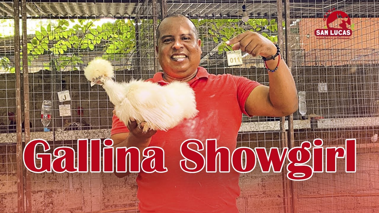 Gallina Sedosa Showgirl | Conoce sus características | Granja San