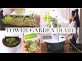 My Indoor Tower Garden Diary!