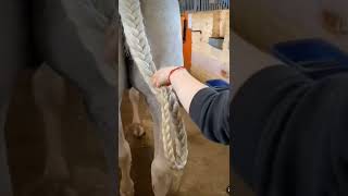 HORSE TAIL BRAIDING PART 1  #streamhorsetv #horse #braids #wow #hair #animals #equestrian #shorts