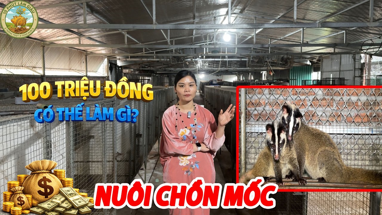 🔥 100 TRIỆU ĐỒNG CÓ THỂ LÀM GÌ? NHIỀU NGƯỜI ĐANG BẮT ĐẦU NUÔI CHỒN MỐC 🎯 |10 PHÚT LÀM GIÀU