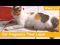 CAT PREGNANCY TIME LAPSE WEEK 1-9 (4 KITTENS) | PERKEMBANGAN KUCING HAMIL MINGGU 1-9 | Paw Pawers