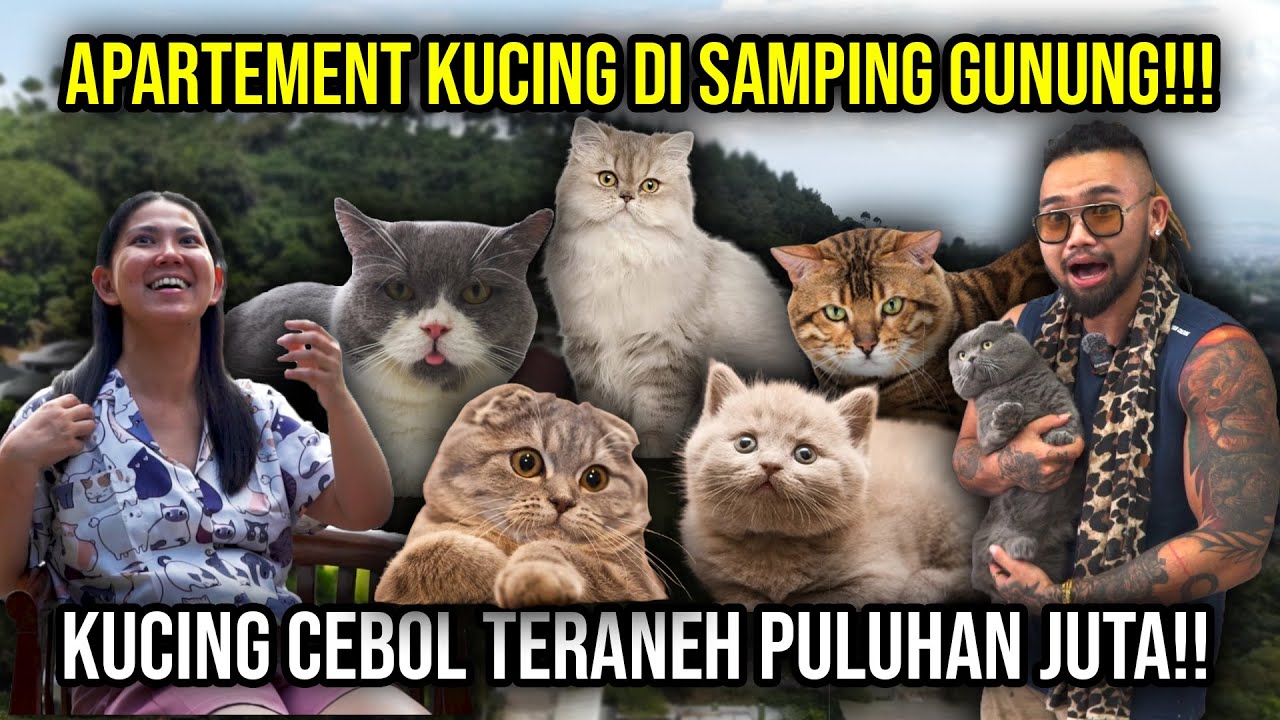 APARTEMENT KUCING DISAMPING GUNUNG!!! KUCING CEBOL TERANEH PULUHAN JUTA !! #Audreykingofthejungle
