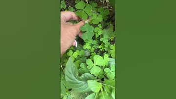 How to find a FIVE Leaf clover ! 🍀 ☘️