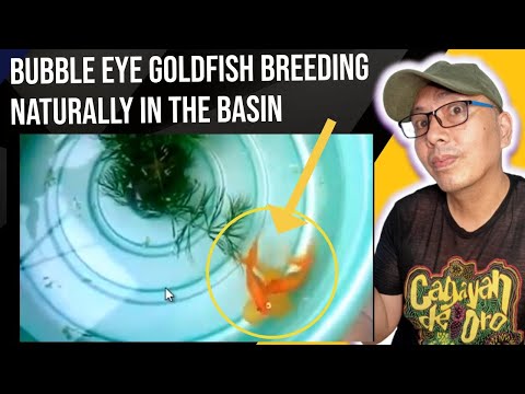 bubble eye goldfish breeding naturally
