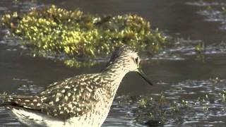 Separating Wood and Green Sandpipers