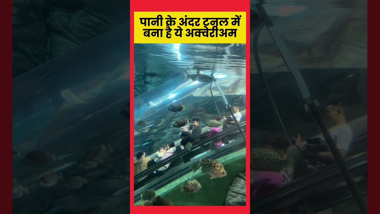 Shanghai China's ocean aquarium in tube tunnel surprises you 🐟🐟🐠🐠