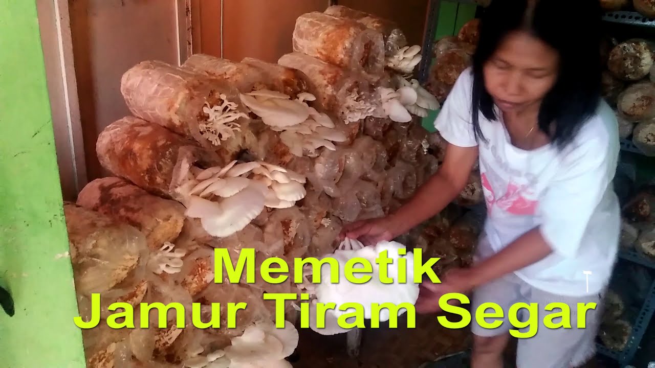 Jamur Crispy Bu Sri Asni Edisi Gulai Jamur Tiram 