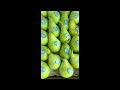 santa maria pear