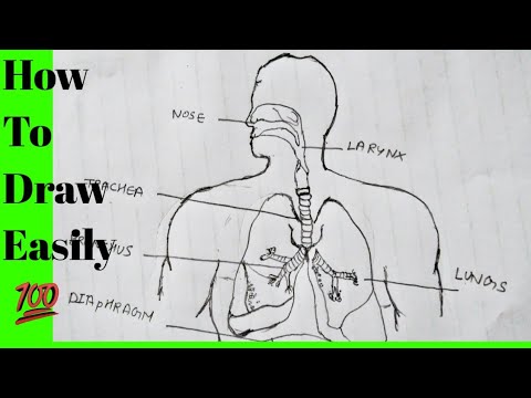 How to draw Human Respiratory System labelled diagram | respiratory