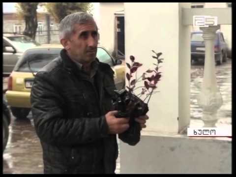 ხულოში ფერმერებს ამერიკული ლურჯი მოცვის ნერგები გადაეცათ