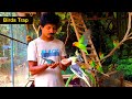 Easy Way to Trap Birds | How to Trap birds without Hand