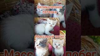 маленькие котята устроили массовый побег. слаженная работа #веселыекоты #прикольныекоты #kitten