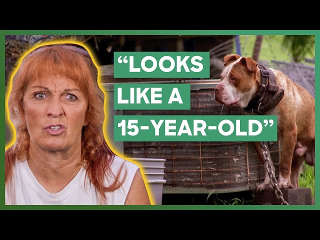 Tia Rescues A Pit Bull That Has Never Experienced Freedom | Pit Bulls u0026 Parolees class=