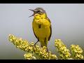 Beautiful Singing Birds 🐦 Relaxing Nature Video for Cats  4K HDR