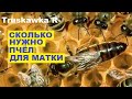 Пчёлы. Сколько нужно пчёл для полноценной работы одной матки. #TruskawkaR