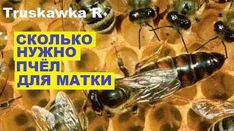 Пчёлы. Сколько нужно пчёл для полноценной работы одной матки. #TruskawkaR