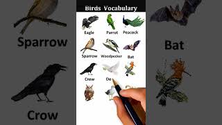 Birds Vocabulary