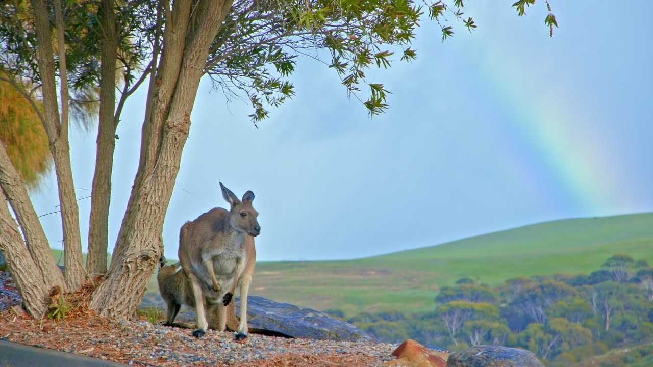 63/62 Seaview Avenue, Wirrina Cove | South Australia with Zach Sproule