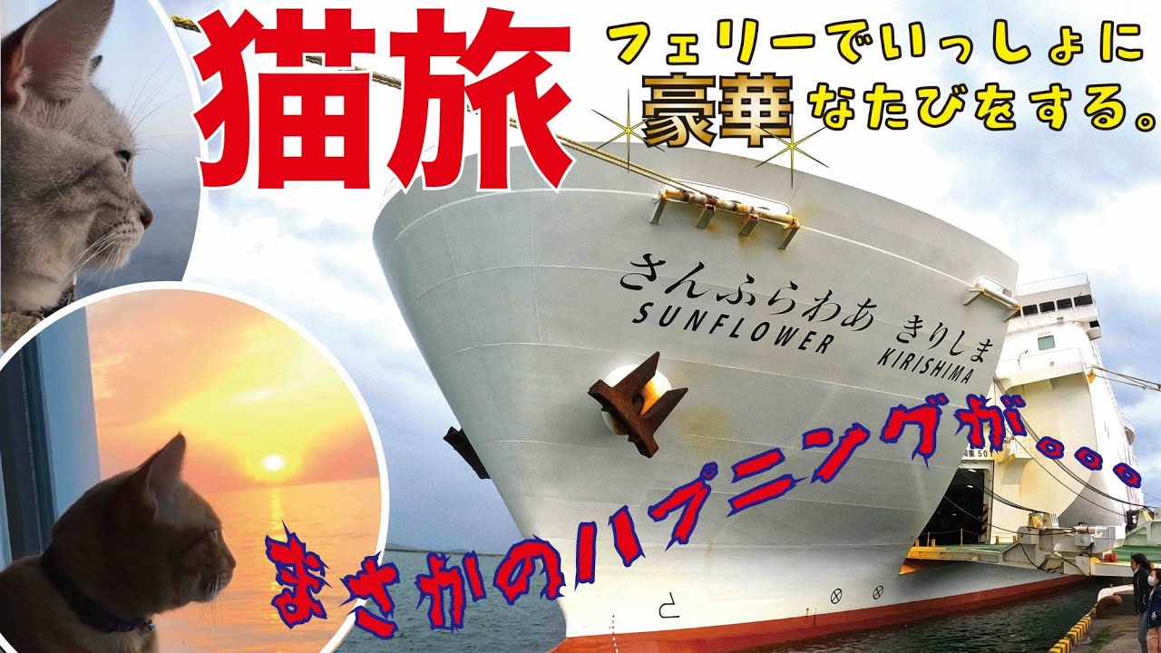 猫旅 Vol 02 フェリーさんふらわあ きりしま デラックス ウィズ ペットルーム 家族5人と猫2匹で豪華船旅 鹿児島志布志 大阪南港 ざっつ旅行 交通 フェリー乗船記 Youtube