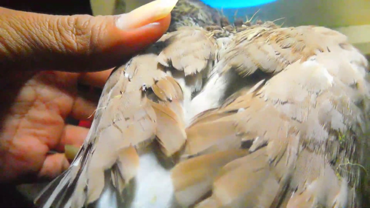 Review piyik burung merpati umur 13 Hari.www.merpatikusokaraja.com