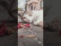 CBD For Cats In Heat #cats #natural #shorts #fyp #trending #cbdoilbenefits #wellness #pets #petcare