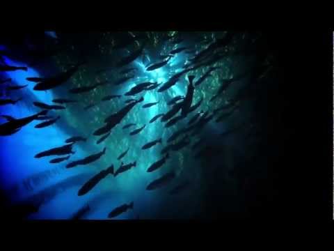 6600 Koleksi Video Hantu Arwah Duyung Gratis Terbaik