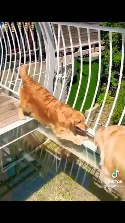 teryata tidak orang saja, yang takut dengan jembatan kaca ,anjing pun takut