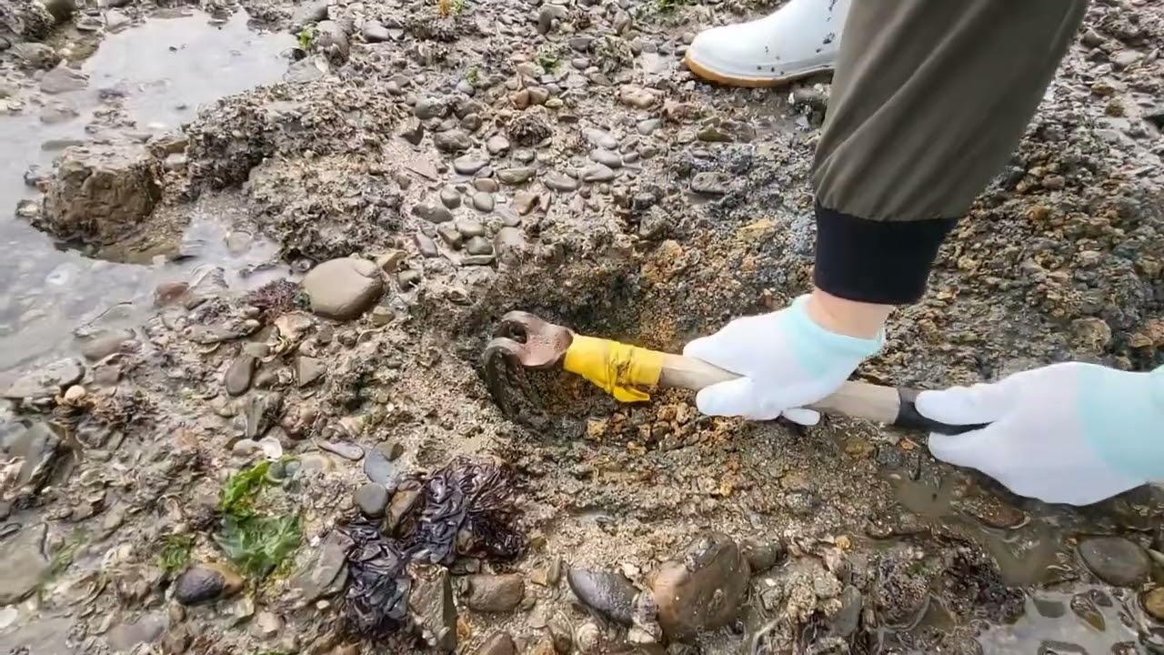 거대한 조개 개조개 캐기 2탄