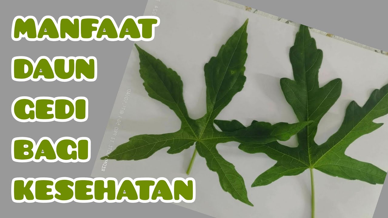 MANFAAT DAUN GEDI BAGI KESEHATAN || BENEFITS OF GEDI LEAVES FOR HEALTH