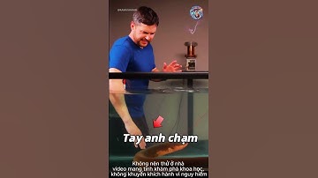 Lươn điện có thể phóng tới 860 volt gây choáng váng 🤔