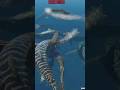 “Mosasaurus Attacks Megalodon!” #jurassicworld #dinoaction
