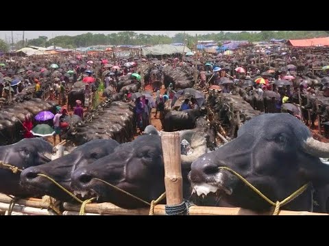 भैंसी बजार जहाँ हजारौं भैंसी बिक्रि हुन्छन एकदिनमा||Biggest Buffalo Market