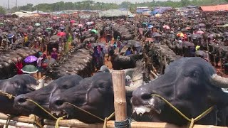 भैंसी बजार जहाँ हजारौं भैंसी बिक्रि हुन्छन एकदिनमा||Biggest Buffalo Market