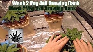 Week 2 Veg 4x8 Growing Dank