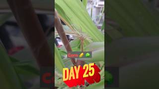 Life Journey With Ruvi Ii Day 25