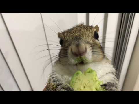 Seymour Enjoying His Avocado Snack