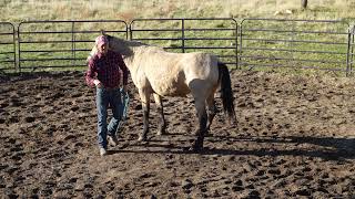 How To Groundwork A Horse-Yielding The Forequarters.