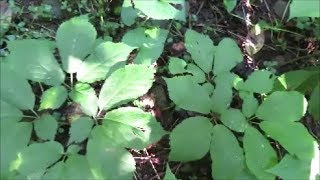 ginseng hunting five 4 prongers in a row