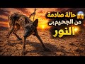كلبة في حالة صادمة من الجحيم إلى النور 