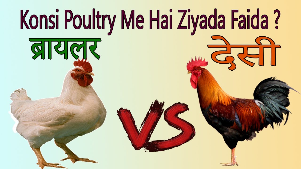 Unlock the unbelievable advantages broiler vs desi poultry farming