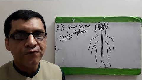 "Spinal Cord and PNS", G. Science - I, Class 8, , Unit 1, Lesson 2